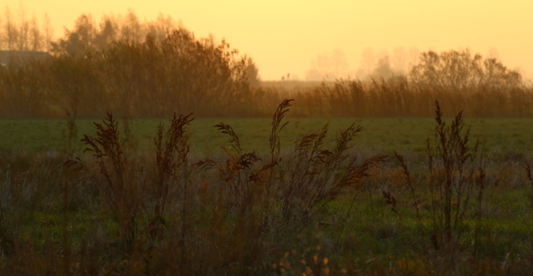 Listopadowe Żuławy