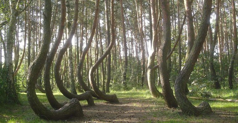 Krzywy las pod Gryfinem