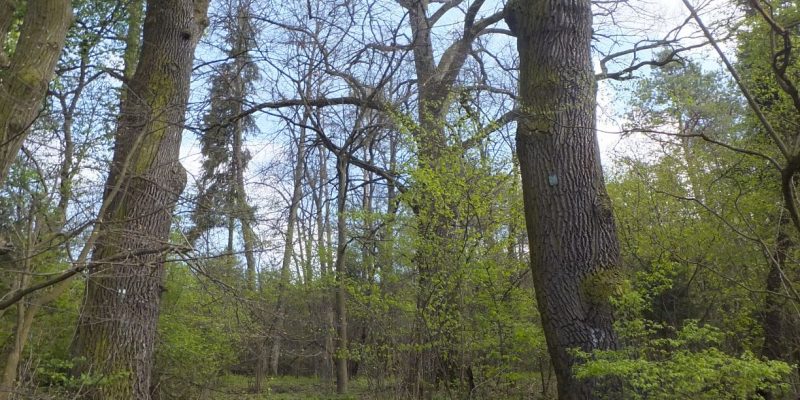 sRezerwat Ulów