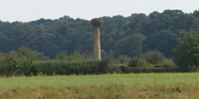 Kolumna bociania.(fot. Alicja Mężyk)