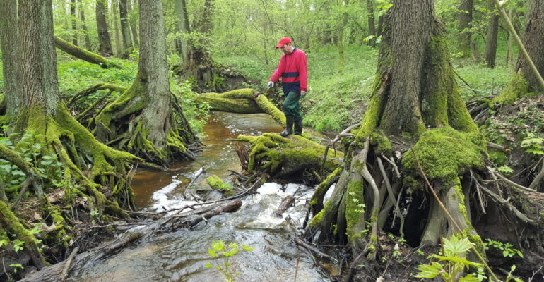 Dżungla nad Srebrną